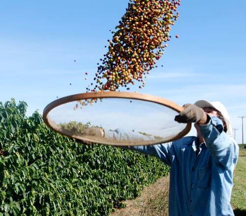 farmář z Brazílie na kávové plantáži